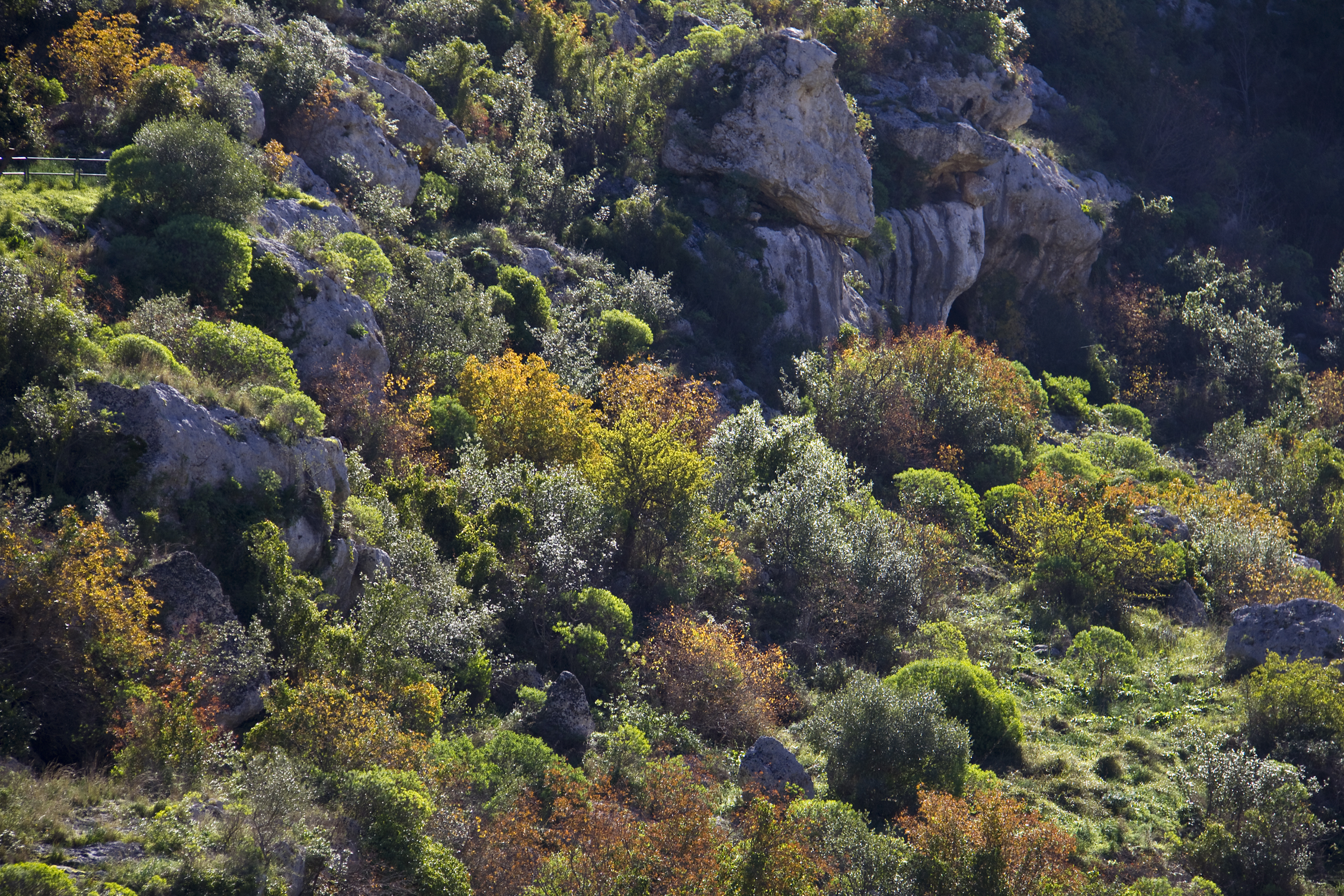 Fortifying Europe’s Forests: A Legislative Drive for Resilience and Sustainability