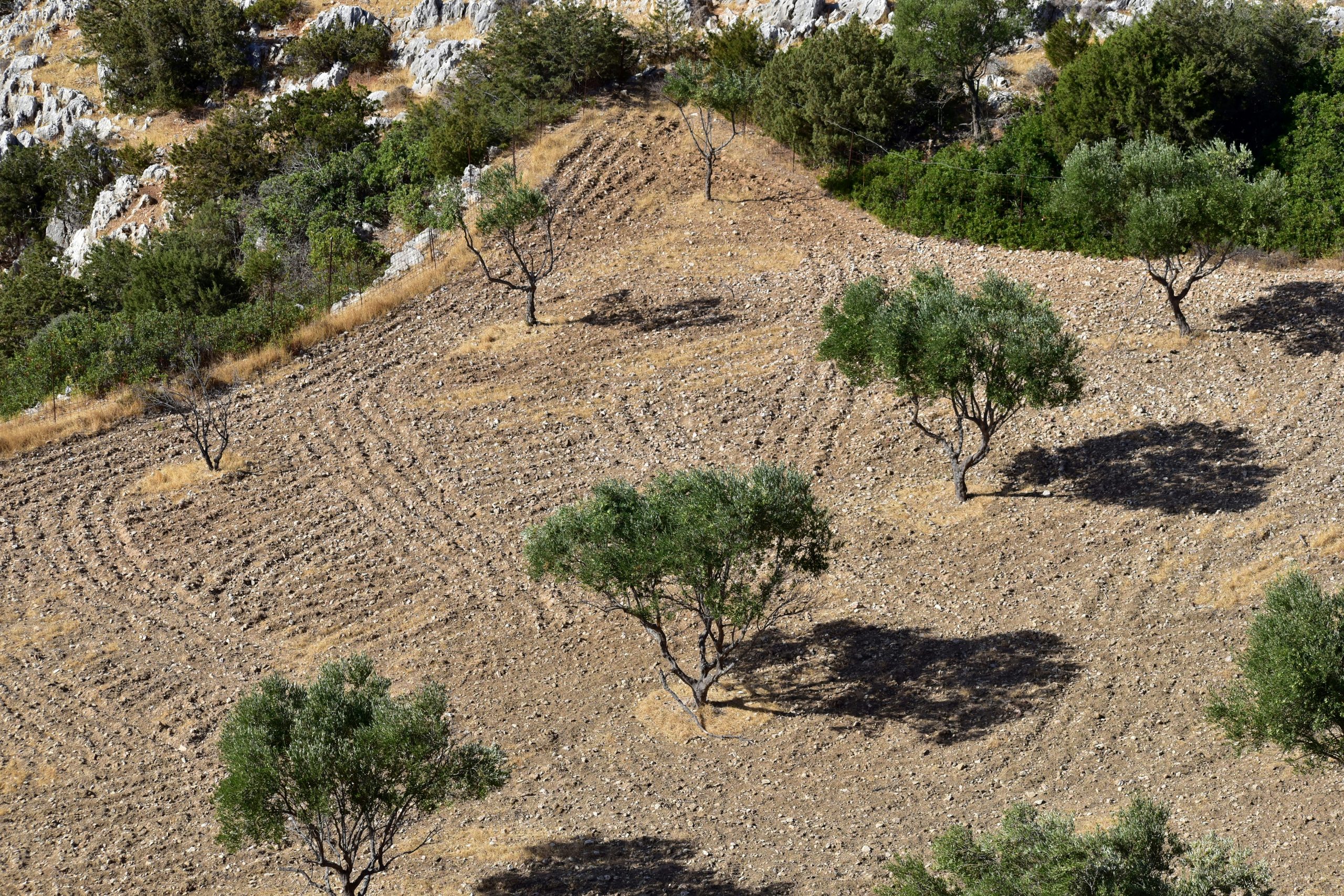 Enhancing Agricultural Resilience in Europe: Understanding the Impact of Extreme Weather Events and Solutions for Adaptation