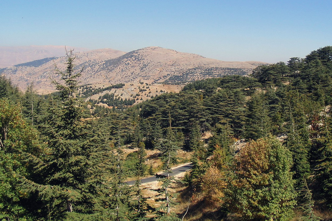 From monocultures to biodiverse forests: A new chapter in Lebanon’s ecological restoration