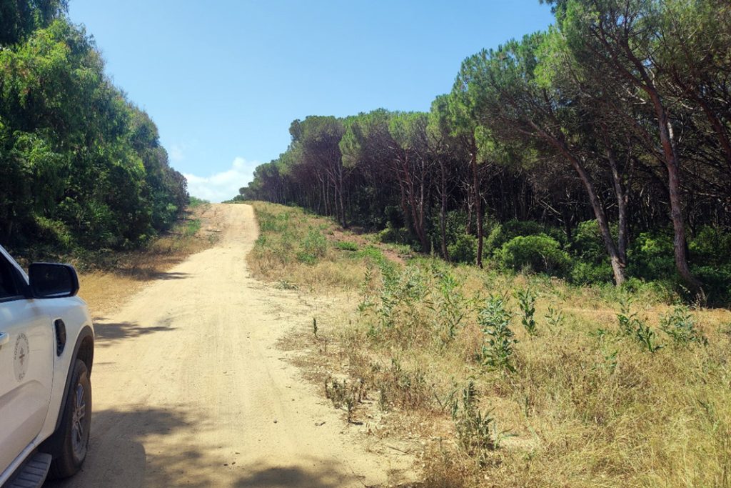 Towards a 2030 roadmap for wildfire-resilient landscapes in Sardinia